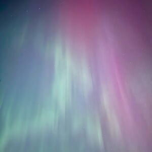 Meet your Posher, Lily